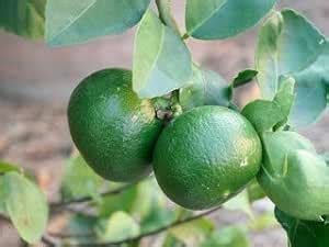 Rameshvar Enterprises | Nimboo Kagji Lemon (????? ??????) Bangladesh ...