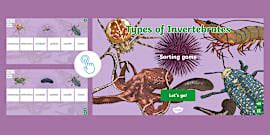Invertebrate Sorting Cards (teacher made) - Twinkl