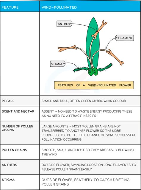 Adaptations Of Wind Pollinated Flowers