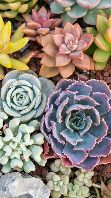 9 tips for beginner gardeners to grow and propagate succulents