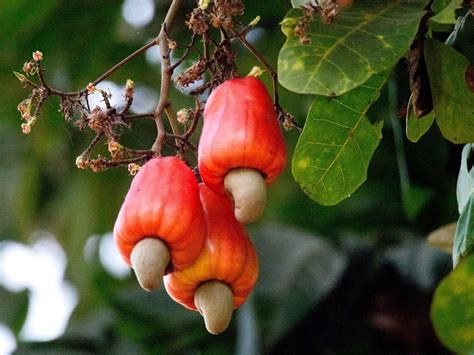 Cashew Apple Fruit
