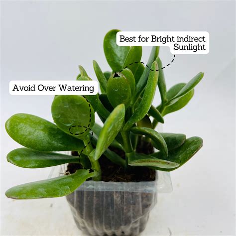 Crassula Ovata | Jade Plant (Opuntia microdasys)- Live Plant (Home & G ...