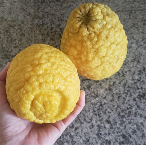 Bumpy Lemons? : r/gardening