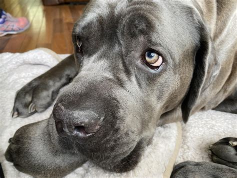 How do y'all pronounce Cane Corso? : r/CaneCorso
