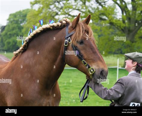 A rare breed Suffolk Punch horse standing up in the show ring Stock ...