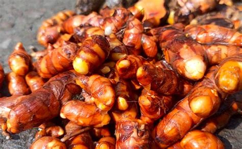 कच्ची हल्दी की सब्जी क्या आपने खाई है, खांसी जुकाम को रखती है दूर, होते ...