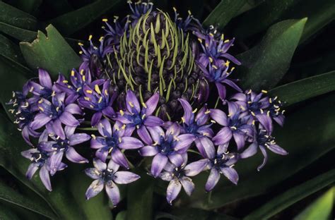Scilla peruviana L. | Plants of the World Online | Kew Science