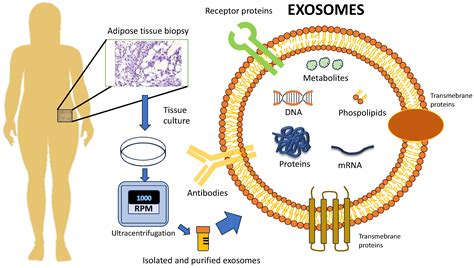 Use of Exosomes for Cosmetics Applications