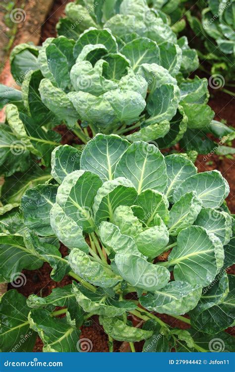 Brussel Sprouts (Cabbage) Plant Stock Photo - Image of field, diet ...