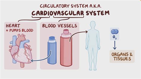 Image result for Cardiovascular System and Function Notes