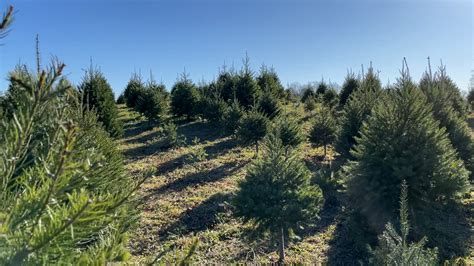 "Greener" Christmas Trees - Teen Kids News
