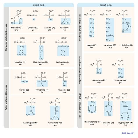 Jack Westin Amino Acids Mcat at John Miguel blog