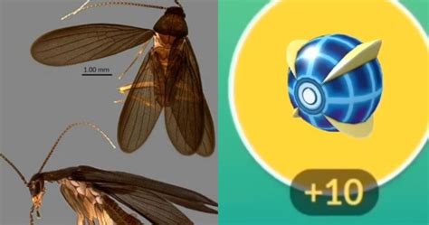 Cockroach Pokemon 的图像结果