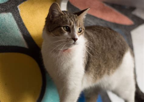 Visit Atlanta’s most “purrfect” cat cafe – The Connector
