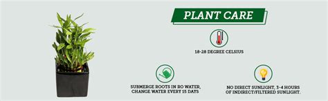 Nurturing Green Lucky Bamboo Plant (3 Layer) in Glass Pot (Size: Large ...