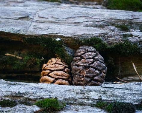 General 1 — sequoia mental health