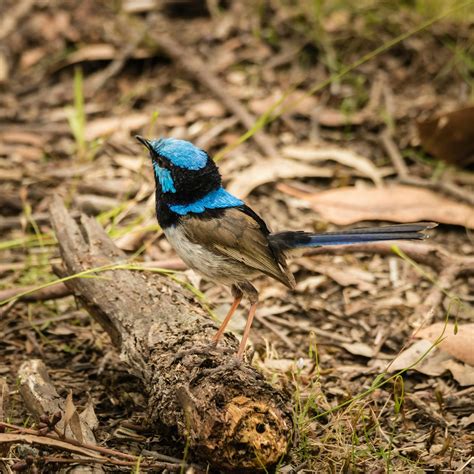 Attract and Support Local Birds, Frankston South Community and ...
