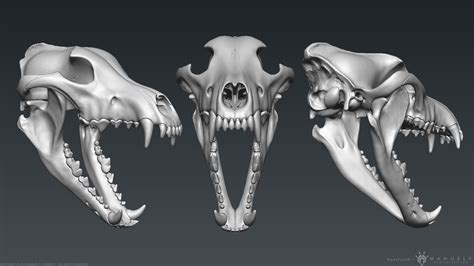 Wolf Skull Front