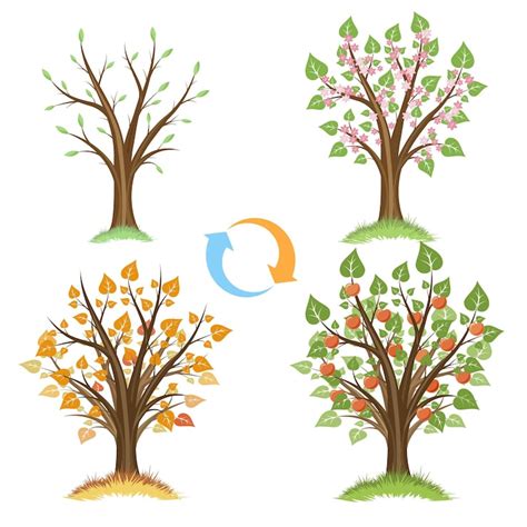 4 seasons tree Images - Free Download on Freepik