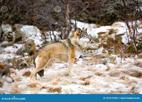 Magnificent Alpha Male Wolf in Pack Standing in the Forest Stock Photo ...