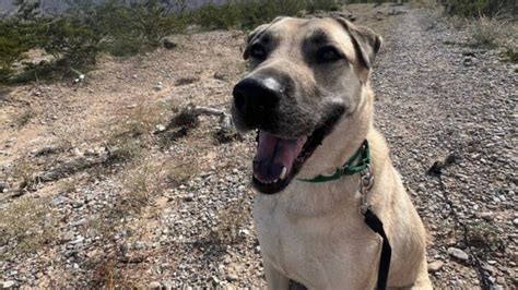 Nevada Dog Overwhelmed By Shelter Noise Reveals His True Personality ...
