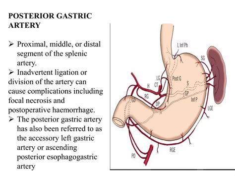 Blood supply and lymphatic drainage of stomach | PPTX