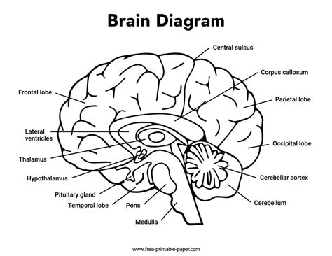 Brain Function Diagram 的图像结果
