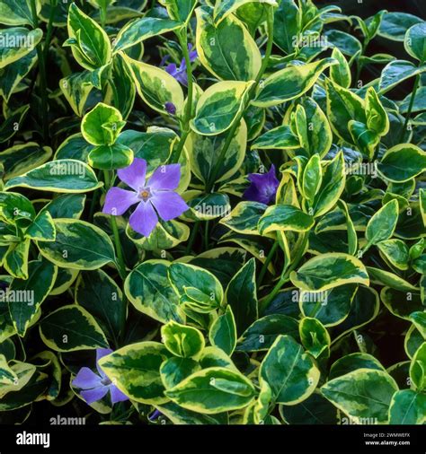 Vinca major variegata periwinkle hi-res stock photography and images - Alamy