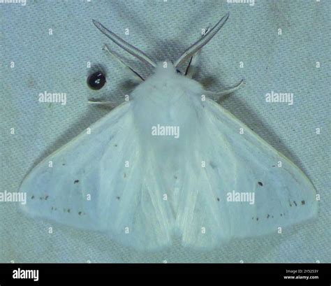 Agreeable Tiger Moth (Spilosoma congrua) Insecta Stock Photo - Alamy