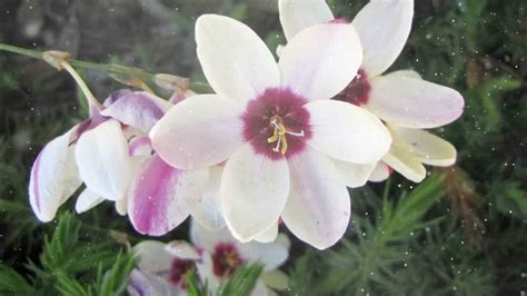 Image result for Ixia Tutorial English