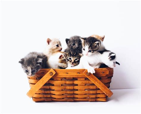 The Best Cat Breeds for Apartment Living - Pets Hyme