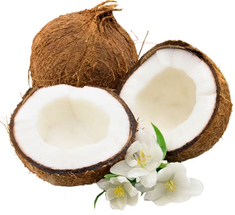 Coconut Hybridization Program 的图像结果