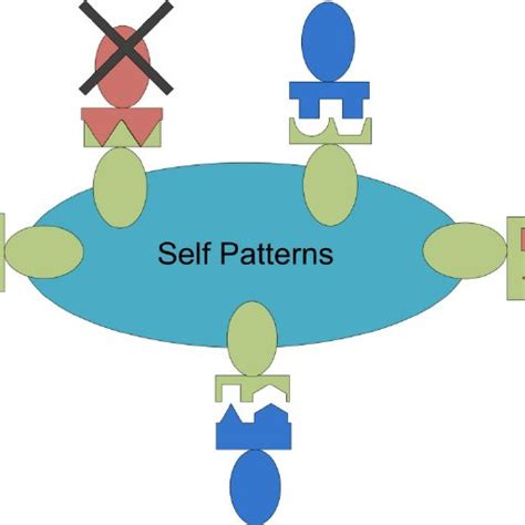 Image result for Negative Selection