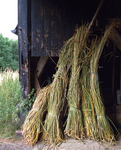 What Are Floor Rushes | Viewfloor.co