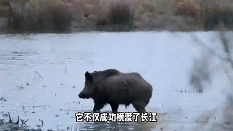 南京一头野猪12分钟横渡长江，评论区笑出了鹅叫！-动物视频-搜狐视频