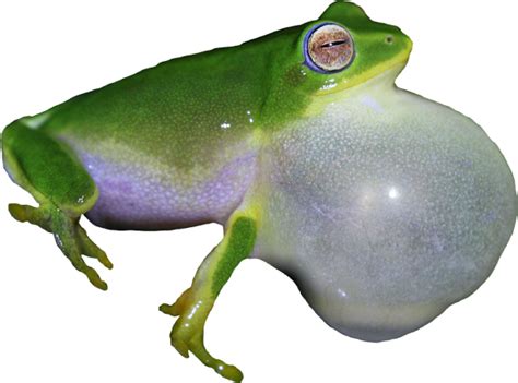 Tune In For A Frog Orchestra! | Nature inFocus