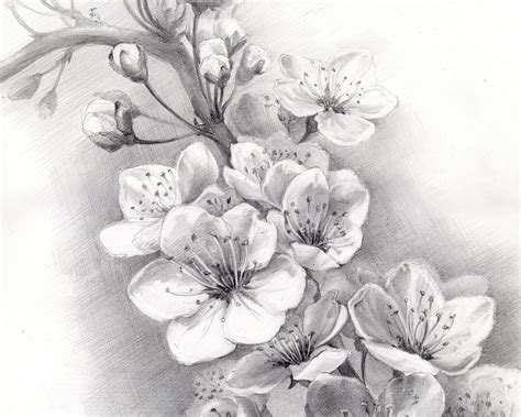 Image result for Spring Flowers Drawing