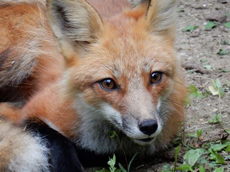 Les oiseaux rares 2016: Le renard rusé... - Les Oiseaux Rares