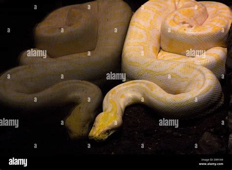 Image result for Big Yellow Snake Python