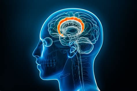 Image result for Cingulate cortex Anatomy