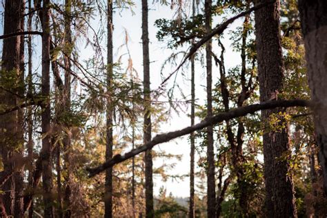 15 Things To Do In Salem: Complete Guide To Oregon's Iconic Small Town