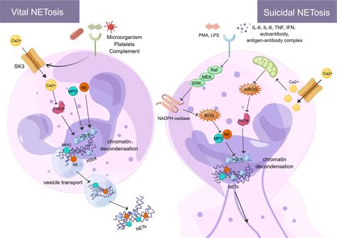 Frontiers | Neutrophil extracellular traps mediate deep vein thrombosis: from mechanism to therapy