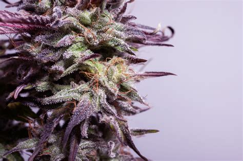 Analysing the effects of using cannabis on youth mental health