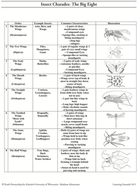 Image result for Printable Insect Identification Chart