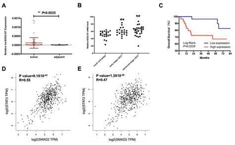SOX2-OT Binds with ILF3 to Promote Head and Neck Cancer Progression by ...