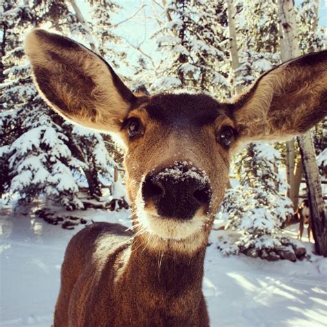 30 Fun Facts About Deer | Interesting Deer Facts | Boozy Fox
