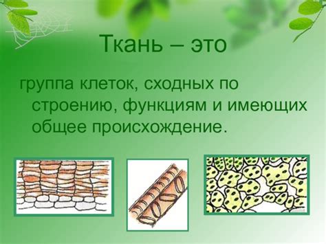Презентация по Биологии 6 класс Ткани Растений доклад, проект