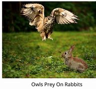 Image result for Rabbit Predators Cat
