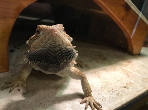Bearded Dragon Black