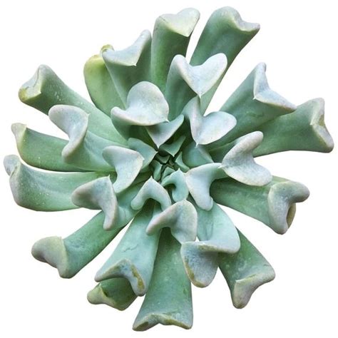 Buy Echeveria Runyonii Succulent online at best price